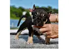 American Bullies for Sale – Raised with Love at American Bullies Home
