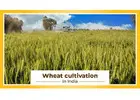 Wheat Cultivation and it's Processed in India