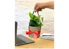 Elegant Plants for Corporate Gifting | Thoughtful Green Gifting Options
