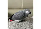 African grey parrots For Sale