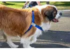 HugeHounds Delivers Everyday Solutions in Large Dog Accessories