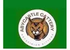 Abyssinians For Sale