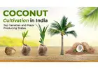 Find the Coconut Cultivation in India, Methods, and Uses