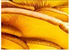 Bienfaits des Champignons Bio en Gélules