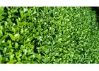 Garden Maintenance Pagewood – Expert Care for Your Garden