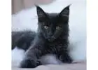 Black Maine Coon Kittens