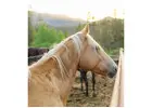 Experience horseback riding in wyoming jackson hole
