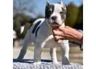 American Pocket Bully for Sale