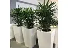 Buy Indoor Plants Melbourne at Affordable Prices