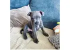 American Bully and American Pitbull Terrier Puppies for sale |