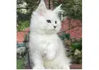 Get Affordable Maine Coon Kittens