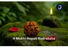 Enhance Knowledge with 4 Mukhi Nepali Rudraksha