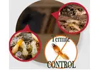 Termite Pest Control | Bug Free Pest Control