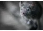 Rodent Pest Control | CPR Pest Services