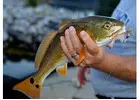 Red Drum Fishing