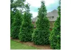 Shop Evergreen Trees Online | Evergreen Trees with Delivery, Planting & 1-Year Warranty
