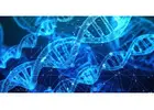 Gene Therapy Age Reversal,