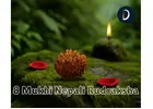 8 Mukhi Nepali Rudraksha – Divine Blessing of Lord Ganesha