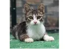 Cats for sale in Delhi - MyKitten | 2025