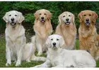 English Cream Golden Retriever: Gentle, Intelligent, and Loyal Pets