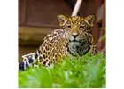Wildlife Animal Exchange Program in Thailand