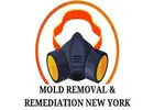 Mold Removal & Remediation New York - Bronx