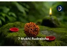 7 Mukhi Rudraksha For Wealth and Positivity Daivik Cart