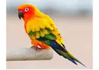 Get Talking Parrots from Ethical Breeder