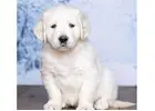 White Golden Retriever Indiana: Elegant Companions Raised With Top Health Standards