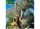 Professional Arborist Services in Brighton