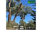 Professional Emergency Tree Removal in Cheltenham Help You Can Trust