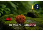 Original 10 Mukhi Nepali Rudraksha For Powerful Protection