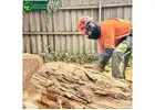 Fast & Reliable Emergency Tree Removal Service in Ashwood