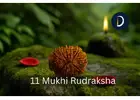 Get Original 11 Mukhi Nepali Rudraksha For Strength