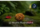 Original 12 Mukhi Nepali Rudraksha : For Confidence