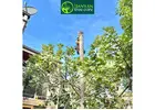 Professional Tree Removal Sandringham Services by Trusted Local Arborists