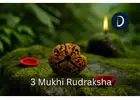 Original 3 Mukhi Nepali Rudraksha For Positive Energy