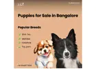 Maltese Puppies for Sale in Bangalore – Ethically Bred, Vet-Certified By Aubree