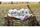 Golden Retriever Puppies Indiana: Healthy, Family-Raised Companions With Exceptional Temperaments