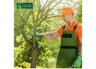 Professional Tree Care Services in Ashwood for Healthy, Well-Managed Trees