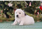 English Golden Retriever Puppies Raised With Care, Health, Temperament Focus