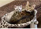 Bengal Cats for Sale in South Carolina | Aristocat Bengal