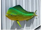 Fish replica