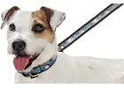 Affordable Leather Dog Collars USA
