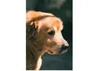 White Golden Retriever Indiana : Most Lovable Companion
