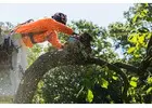 Culver City Tree Company - Gabriel Tree Services