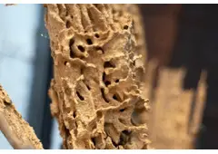 Termite Treatment Sydney