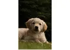 English Cream Golden Retriever : Gentle Hearts In A Creamy Coat