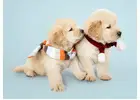 English golden retriever puppies : Ideal for Families, Singles and Active Lifestyles