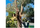 Reliable Tree Removal Services in Melbourne for Safe and Efficient Tree Care